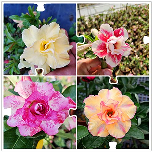 Rosa del deserto,Große Blütenpflanzen sind exquisit mit engen Blütenblättern,Bellissimo-1,3bulbi