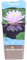 Pianta di Ninfea o Nymphaea Pianta di Fiore di Loto da esterno fiori vari colori acquatica ornamentale per laghetti o stagni vera venduta da eGarden.store (Rosa - Marliacea Carnea)