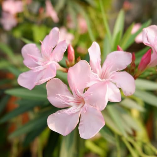 oleandro di interni esotici decorativi di primavera semi selvaggio serrature balcone selvaggio, autunno, giardino perenne balcone 5pcs