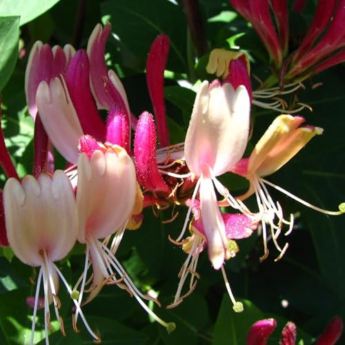Geißblatt American Beauty heckrotta 2L Pflanze für Anfänger und professionelle Gärtner - Ideal für Kleingarten, Garten - Schöne Pflanze mit ungewöhnlichen Blüten - Genießen Sie jeden Tag ihre Farben