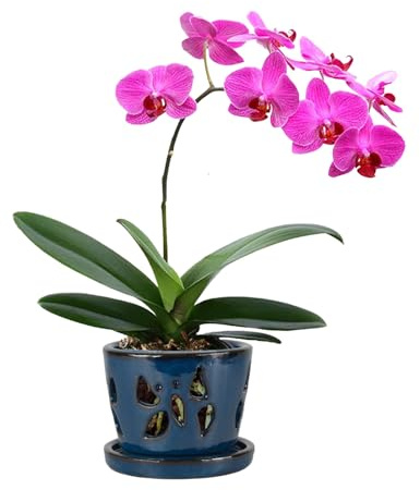 W&W Orchideentopf mit Löchern, Gartentopf für Orchideen, Pflanzen- und Blumentöpfe für drinnen und draußen, Blau, 12,7 x 10,2 cm