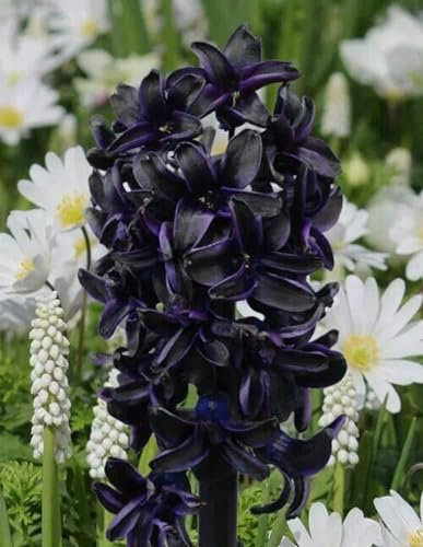 Einfach zu vermehren,Hyazinthen zwiebeln winterhart,Blumenzwiebeln,Winterhartes,Regenlilienzwiebeln,Kältebeständig,Hyazinthen zwiebeln-6 zwiebeln-B