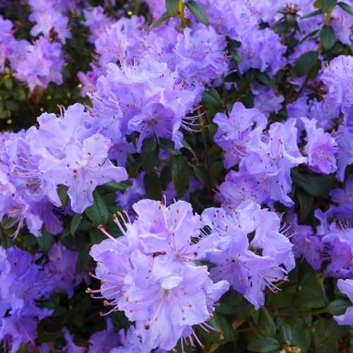 Rhododendron 'Dwarf Blue' - Compact Hardy Evergreen with Pale Lilac Blooms - Ideal for Pots and Small Gardens - Acid-Loving Plant - 1x 2 Litre Potted Plant by Thompson & Morgan