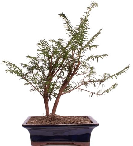 Bonsai - Taxus baccata, Europäische Eibe, 2er-Gruppe 201/216