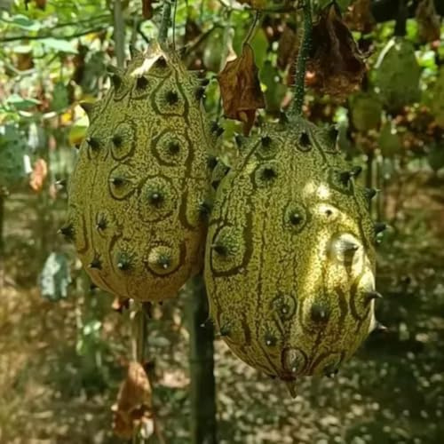 semillas de pepino cuerno de kiwano de orgánicas, kiwano de invierno 200pcs