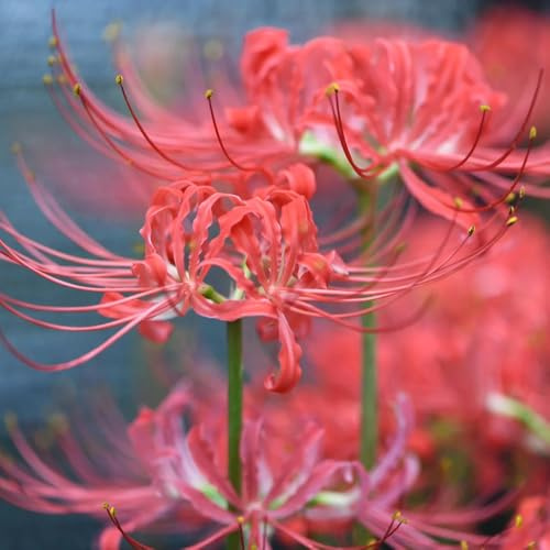 2Bulbi di giglio ragno - Lycoris radiata - resistenti all'esterno acquistare di sanguigni, Le da giardino sono perenni resistenti
