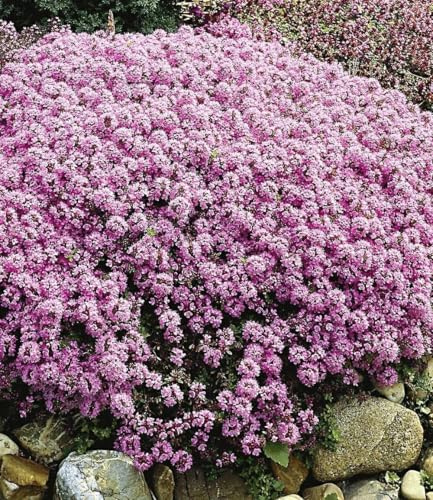BALDUR Garten 9x Winterharter Bodendecker Langhaariger Gebirgs-Thymian | Pflanzen im 9x9 cm-Topf, Thymus praecox, Polsterthymian, Thymian, winterharte Stauden, trockenresistent & mehrjährig, blühend