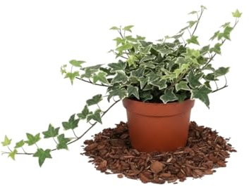 Hedera Helix Variegata Hiedra variegada - DECOALIVE Planta Viva para Decoración Natural Maceta 13 cm de Diámetro Altura 25 cm