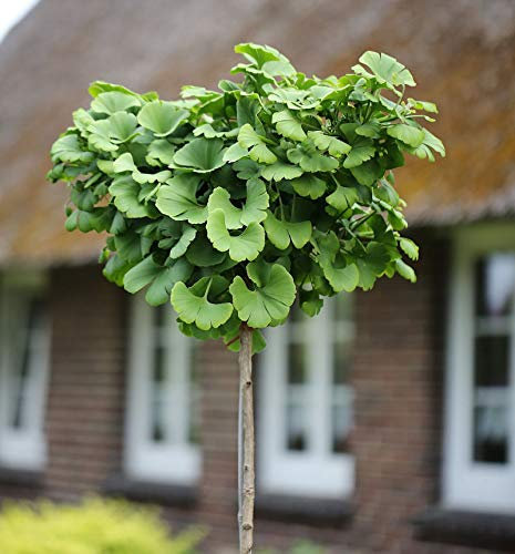 Hochstamm Fächerblattbaum 40-60cm - Ginkgo biloba - lebende Gartenpflanze aus den Baumschulen