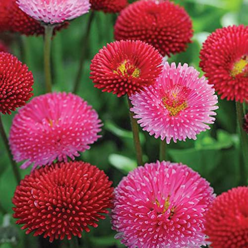 Welldales 100 Mixed Pompom Daisy Seeds Bellis Perennis Perennial Double Button Flower UK