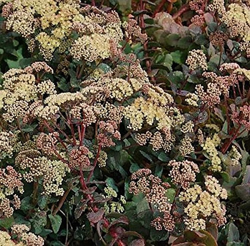 Große Fetthenne Hab Grey - Sedum telephium - lebende Gartenpflanze aus den Baumschulen