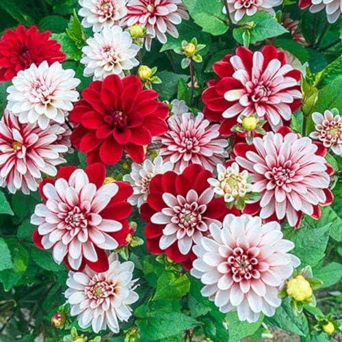 Dalia bulbi,a fioritura primaverile, bulbi da fiore resistenti,splendide piante ornamentali per giardini e vasi,zinnia semi(senza semi, non artificiali e resistenti)-4bulbi