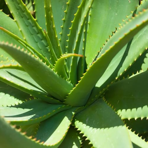 Semillas de aloe vera, de jardín de rocas semillas de raras semillas suculentas 300pcs