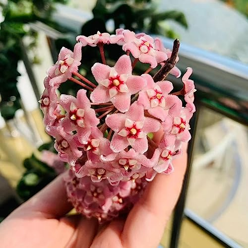 hoya - di cera balcone,to, in vaso di porcellana d'appartamento rare mini giardino con pendente da ombra semi selvatici 400semi