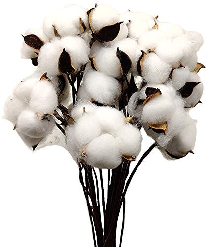 Aisamco 30 Pieces Natural Color Dried Cotton Balls White Cotton Branch Picks with Stick Perfect for Wreaths Home Office Hotle Farmhouse Style Decorations