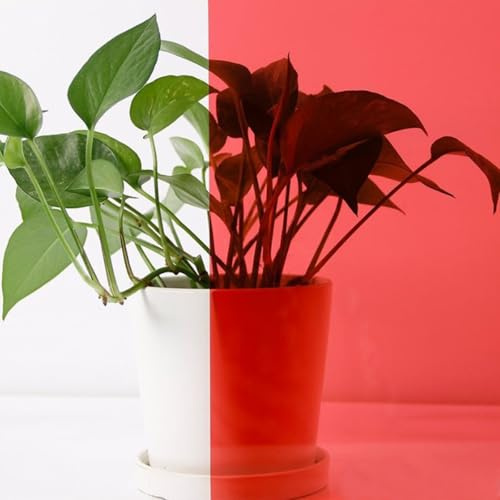 ACESOME Tinted Window Film, Coloured Window Film, Transparent Self-Adhesive Film, Glass Tinting Film, Coloured Glass Self-Adhesive PET for Windows, Doors, Room Divider, Mirror (Red, 40 * 100cm)