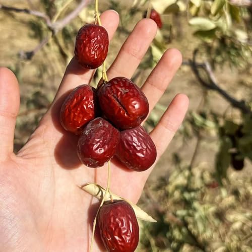 Semillas de palmera datilera, frutal, de jardín semillas de verdes en crecimiento comprar 80pcs