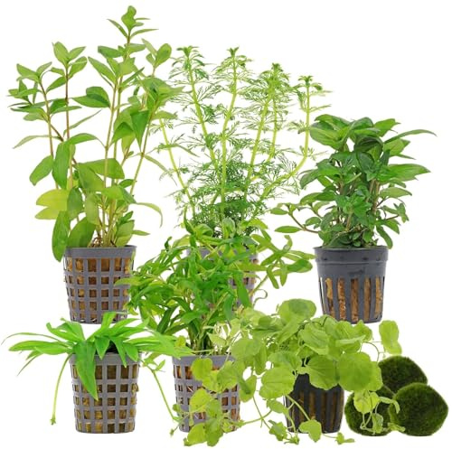 Aquasabi Aquariumpflanzenset 60 L Algenkiller Grün Einfach Nr.01-6 Aquarium Pflanzen + 3 Mooskugeln - Heternanthera Staurogyne Helanthium Limnophila Hygrophila Cardamine
