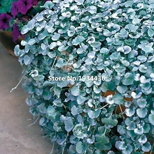 20 Dichondra Repens Silver Falls Emerald Falls Ground Cover Seeds in Hanging Baskets Very Creative Beautiful Potted Plants