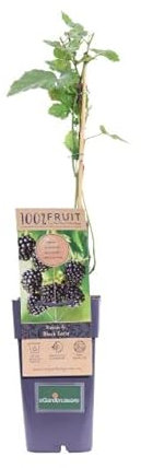 Zarzamora Natural Planta Arbustiva Frutal Productora de Moras