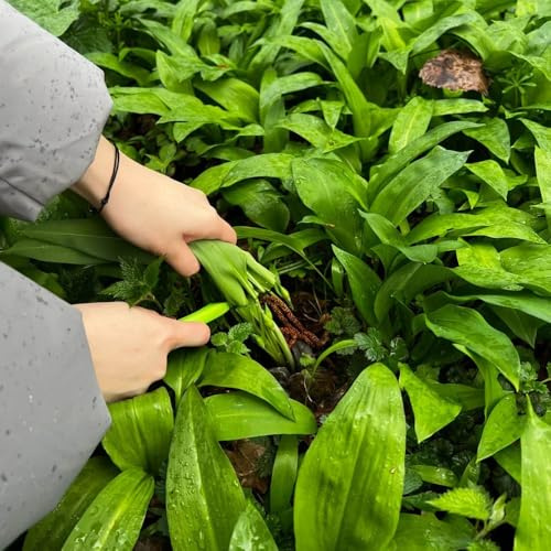 semillas de ajo silvestre orgánico - jardín, interior, resistentes al invierno 200pcs