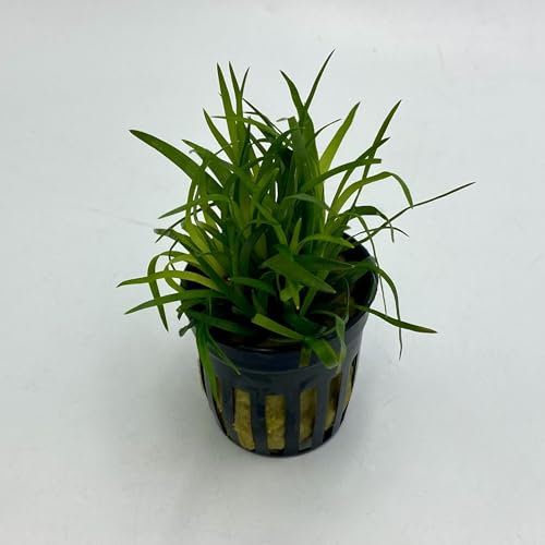 Eriocaulon sp. Vietnam - Wasserpflanzen für Aquarien