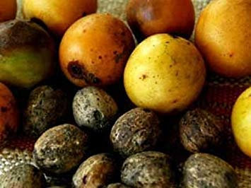 Choerospondias Axillaris, Lapsi, Ciruela De Cerdo Nepalí, 5 Semi