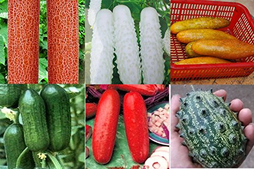 Graines De Concombre Véritable Concombre Rouge Jaune Blanc Sept Sortes De Choix Fruits Et Légumes Du Jardin De Balcon (Mélange De Concombres)