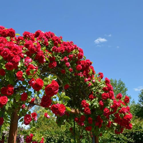 semillas de rosal trepador de rápido crecimiento jardín variedades antiguas semillas jardín perennes resistentes 200pcs