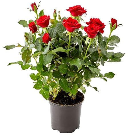 Rosal Rojo Premium DECOALIVE Rosal Minatura con Flores de Color Rojo Rosas Rojas
