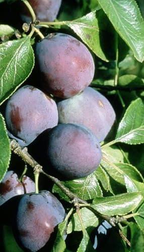 Frank P Matthews Plum Tree 'Marjorie's Seedling', 12L Container, St Julien A Rootstock, Bush, Semi-Vigorous Tree Plus Planting Kit