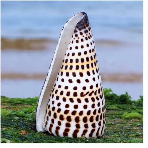 coquille de conque, Accessoires de décoration for la maison, mariage, fête, 6 à 11 cm(10~11cm)
