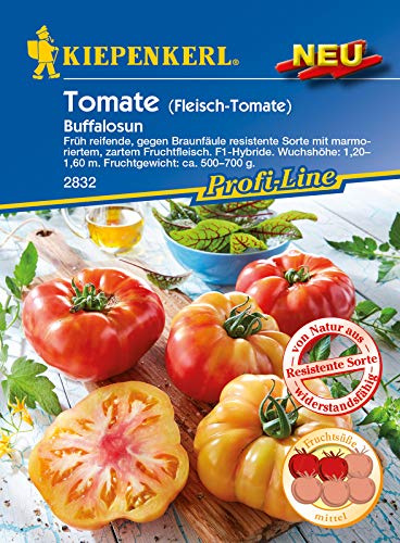 Fleisch-Tomate Buffalosun F1, früh reifende gegen Braunfäule resistente Sorte, zartes Fruchtfleisch und wenig Samen
