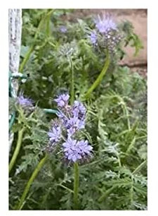 Pcs - 1000x Green Fertilizer Phacelia Herbs Garden Plants - Seeds KS230 & Plants Shop by Ipsa