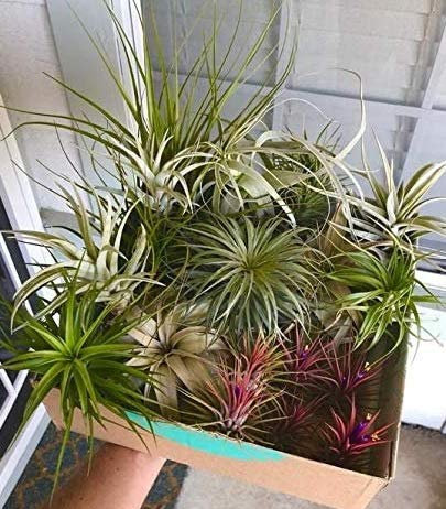 Biotope Aquatics Ltd - 10 Air Plants Mixed Tillandsia - Strong Plants - Indoor House Airplants - House Purifying