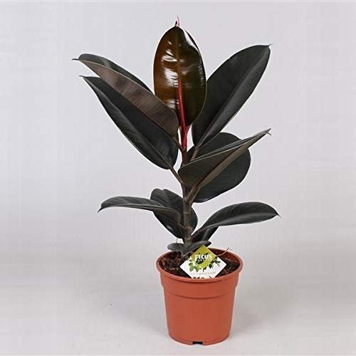 Gummibaum Ficus Elastica Abidjan 60 cm – Robuste Zimmerpflanze für Wohn- und Bürodekoration, pflegeleicht, luftreinigend, ideal für helles Licht