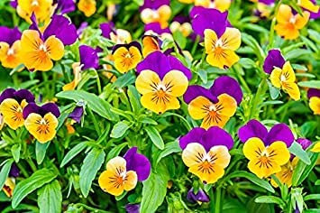Viola del pensiero Cornetto Arancio Viola ; viola cornuto - semi:Grani