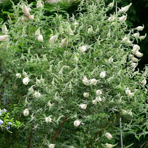 semillas resistentes de Buddleja - balcón perennes Decoración de oficina 650pcs