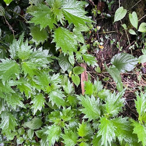 Semi di ortica - rare Ortica fissa - resistenti per il giardino verdi giardino da cucina 600pcs