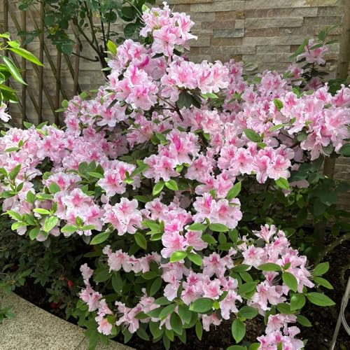 semi di rododendro - giardino resistenti azalea decorativi tappezzanti da appartamento esotiche, 30pcs