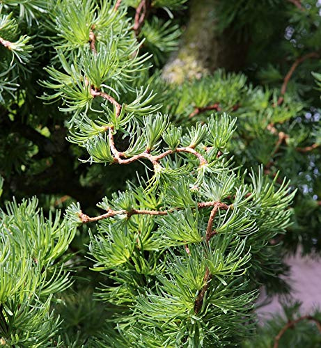 Japanische Korkenzieher Lärche Diana 40-60cm - Larix kaempferi - lebende Gartenpflanze aus den Baumschulen