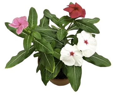 Vinca Planta Natural en Maceta – Flores Blancas – Catharanthus Roseus Planta Viva Ideal para Interior y Exterior – Muy Resistente y de Bajo Mantenimiento