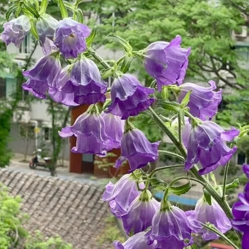 campanula, campanule - semi di per balcone interno, autunnali resistenti esterno in vaso per l' di semi primaverili, 700semi
