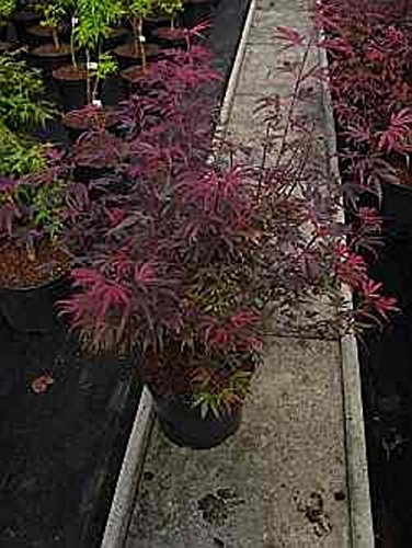 Ahorn palmatum Shaina - Japanischer Fächerahorn - 80-100