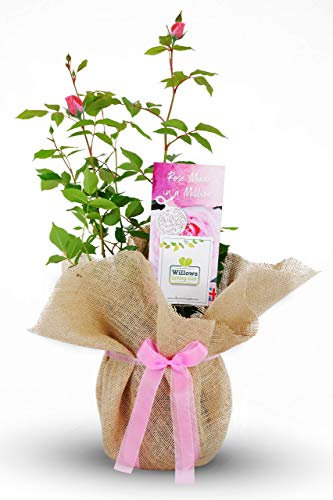 Carbeth Plants Mum in A Million Pink Rose Bush Plant - A Thoughtful Mother's Day Gift and Birthday Present - Gardening Gifts for Women - Gift Wrapped Potted Roses Bushes Plants for Garden & Outdoor