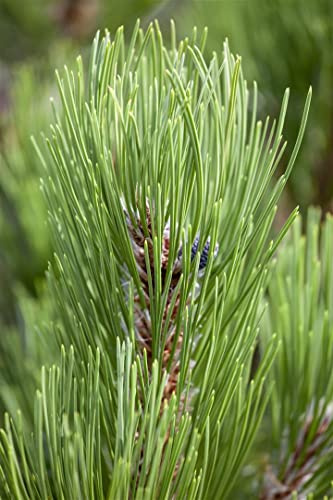 Pinus heldreichii 'Compact Gem' 30–40 cm – Winterhart, Immergrün, Pflegeleicht – Bosnische Kiefer – Ziergehölz für Steingarten & Garten
