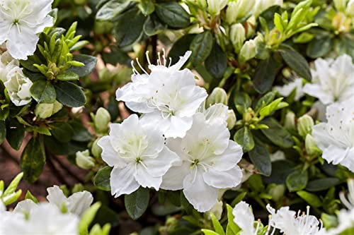 Rhododendron obtusum 'Maischnee' 30–40 cm – Winterhart, Immergrün, Mehrjährig – Japanische Azalee – Zierstrauch für Garten & Kübel