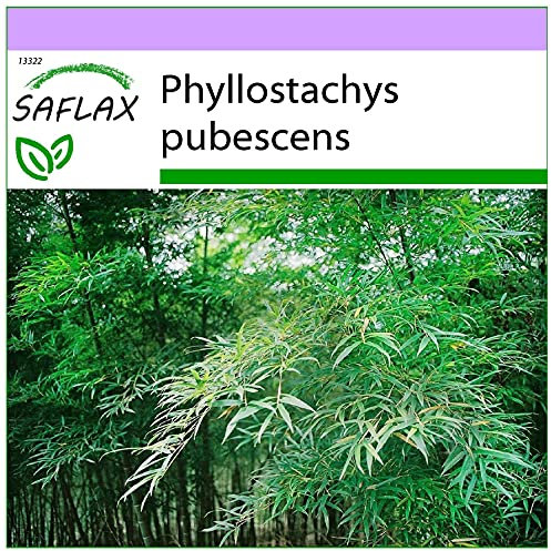 SAFLAX - Moso/Bambù gigante - 20 semi - Phyllostachys pubescens