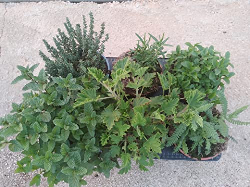 Pack 6 plantas aromáticas - Maceta de 13 cm - Planta viva