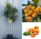 Japan Mispel Obstbaum gepfropft 170 cm